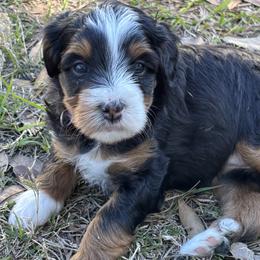 Bernedoodle Puppies from Sixlittles and Bernedoodles