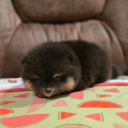 Shadow - Black and tan male Pomeranian puppy in Wildersville, Tennessee from RoyalRarity's Poms & Enrichment
