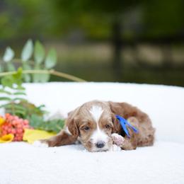 Blue collar - Red  male Goldendoodle puppy in Spokane, Washington from Doodle Love