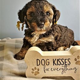 Goldendoodle and Poodle Puppies from Ben's Best Buddy Goldendoodles