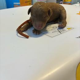 Leonidas - Red  male Goldendoodle puppy in South Fulton, Georgia from Golden Paws Farm