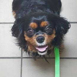 Cavalier King Charles Spaniel All Grown Up from Caballarius Cavalier King Charles Spaniels