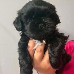Muffin - Black and white female Shih Tzu puppy in Azusa, California from RJ Shih Tzu lover