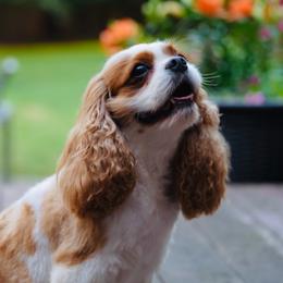 Pearl - Cavalier King Charles Spaniel