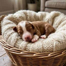 Zelda - Red female Cavapoo puppy in Salt Lake City, Utah from SunnySide Mini Doodles