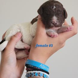 Girl 3 - female Newfypoo puppy in Shelby, Alabama from New Life Family Farm