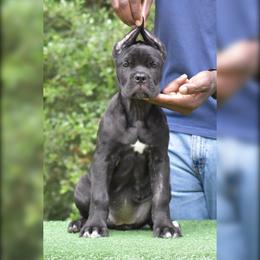 Female 5 - Black brindle female Cane Corso puppy in Willis, Texas from Royal Guardian Cane Corso