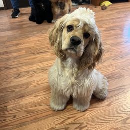 Cocker Spaniel puppies from Rocky's Cocker Spaniels