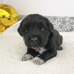 Mr Croatia (World Cup Litter) - Black and white male Portuguese Water Dog puppy in Grants Pass, Oregon from Rogue River Portuguese Water Dogs