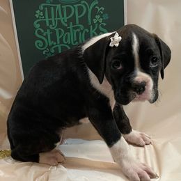 June Carter - Brindle Boxer puppy in Willard, North Carolina from Boone’s Boxers of North Carolina