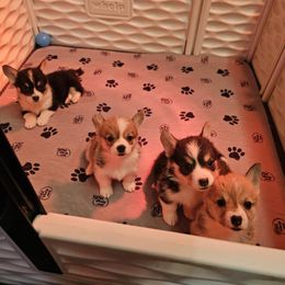Pembroke Welsh Corgi Puppies from Salted Rim Corgis