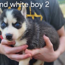 Black and White Boy 2 - Black and white male Siberian Husky puppy in Jonesboro, Arkansas from L & A Animal House Siberian Huskies