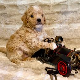 Boy 4 - Parti male Goldendoodle puppy in Kearneysville, West Virginia from Daydreamer