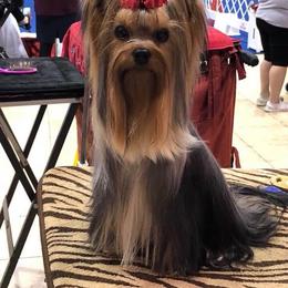 Truly - Yorkshire Terrier