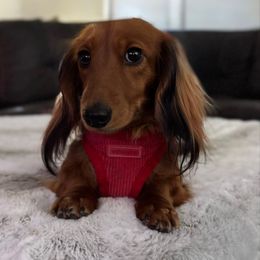 Reba - Dachshund