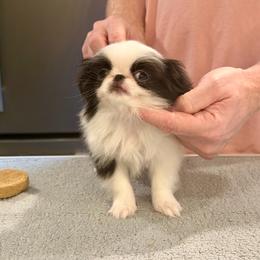 Girl 1 - Black and white female Japanese Chin puppy in Little Rock, Arkansas from Montra Japanese Chin & Cavalier King Charles Spaniels