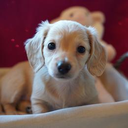 Girl 1 - female Dachshund puppy in Stanwood, Washington from The Love of Dachshunds