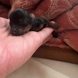 Ella Rose - Black and gold female Yorkshire Terrier puppy in Indianapolis, Indiana from Supreme Pups