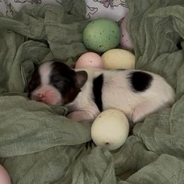 Lilly - White black and tan female Papillon puppy in Howe, Oklahoma from Southern Sweet Papillons