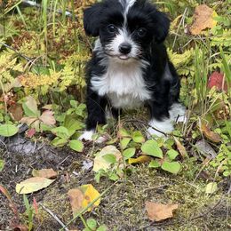Chinese Crested Puppies from Bare Nakeys