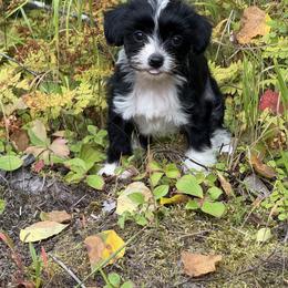 Chinese Crested Puppies from Bare Nakeys