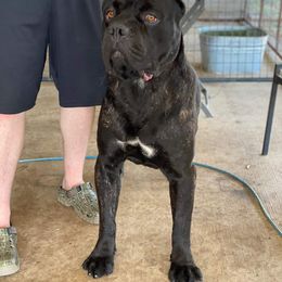 Jesse - Cane Corso