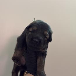 Eliska - Sable female German Shepherd puppy in Knowlton Township, New Jersey from Augenblick Kennels