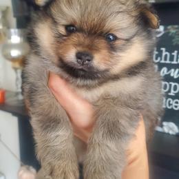 Doralee - Cream sable female Pomeranian puppy in Saint Charles, Missouri from Bisous Pomeranians & Heartland Sh