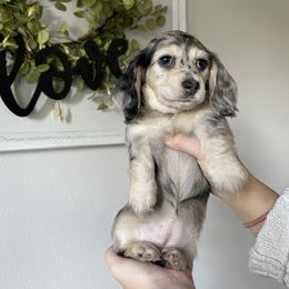 Apple - Dapple Dachshund puppy in Kissimmee, Florida from Mini Doxie Cuties