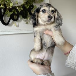 Apple - Dapple Dachshund puppy in Kissimmee, Florida from Mini Doxie Cuties