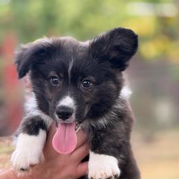 Brindle Fluffy - Brindle and white male American Corgi puppy in Nashville, Arkansas from Whisenhunt Farms