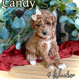 Candy - Red  female Goldendoodle puppy in Runaway Bay, Texas from Green Ranch Doodles