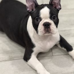 Teddy - Black brindle and white male Boston Terrier puppy in Redlands, California from Off The Hook Boston Buddies