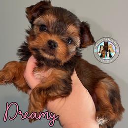 Dreamy - Black and gold female Yorkshire Terrier puppy in London, Kentucky from Soto Yorkies