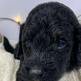 Little Boy Green - Phantom Assorted Doodle Crosses puppy in Clinton, Montana from BoLo Doodles