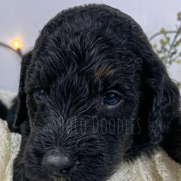 Little Boy Green - Phantom Assorted Doodle Crosses puppy in Clinton, Montana from BoLo Doodles