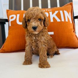 Russell - Apricot male Goldendoodle puppy in Auburn, Indiana from Martin’s Doodles