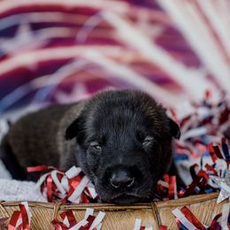 Belgian Malinois Puppies from Blue Shield Malinois