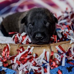 Belgian Malinois Puppies from Blue Shield Malinois
