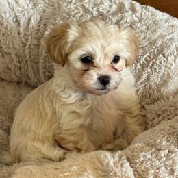 Coconut Cream 'Coco' - White female Morkie puppy in Tucson, Arizona from Sun-Kissed Morkies