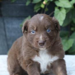Dobby - Red tri-color male Australian Shepherd puppy in Hillsboro, Ohio from Sugar Grove Farms