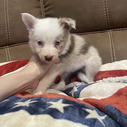 Polly - Red merle female Border Collie puppy in Guffey, Colorado from Sunset Ridge