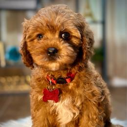 Croissant - Red male Cavapoo puppy in Palm Beach County, Florida from Benji’s Cockapoos