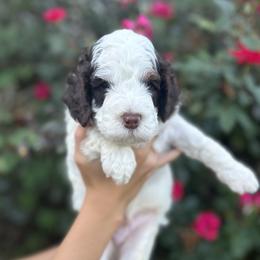 Blue collar - Black and white male Bernedoodle puppy in Asheboro, North Carolina from Lynes of Doodles