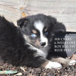 Mr Crabs - Black tri male Miniature Australian Shepherd puppy in Patterson, North Carolina from DreamLine Aussies