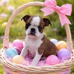 Maple - Brindle and white female Boston Terrier puppy in Perry, Oklahoma from Sitsler Bostons