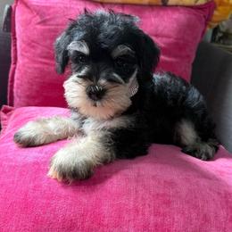 Willow - Black and silver female Miniature Schnauzer puppy in Taylorsville, North Carolina from Feather & Tail Acres