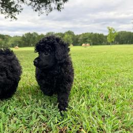 Ford - Black male Poodle puppy in Dardanelle, Arkansas from Country Acre Poodles