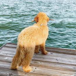 Goldendoodle Puppies from Hobble Creek Farms