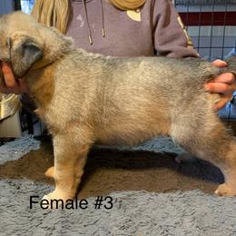 Female 3 - Fawn female Anatolian Shepherd Dog puppy in Daggett, Michigan from T&S Anatolians